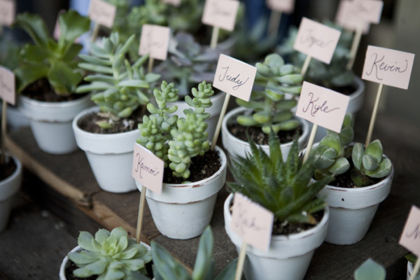 Succulent wedding favours