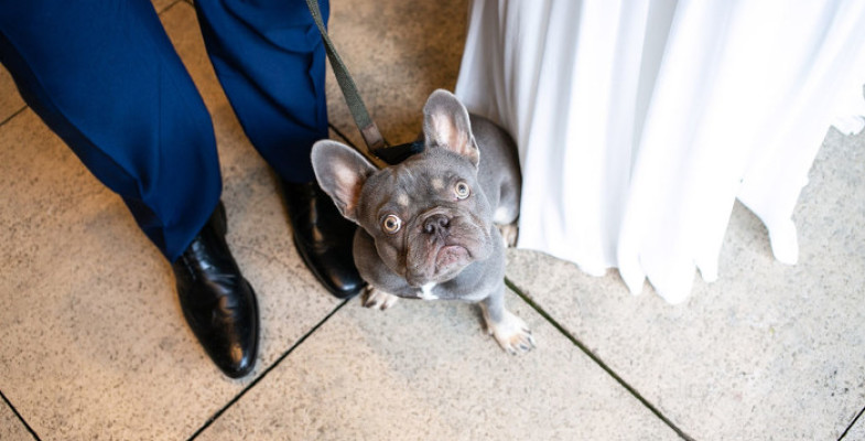 dog at salomons estate wedding
